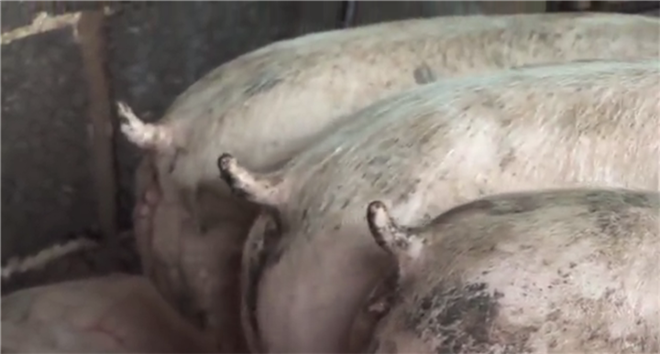 動(dòng)物尸體破碎機(jī)_動(dòng)物整體破碎機(jī)_死牛/死豬破碎機(jī)